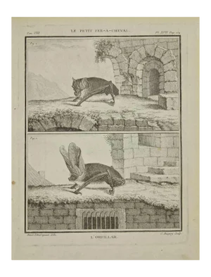 Jean Charles Baquoy, L'Oreillar, Etching, 1771