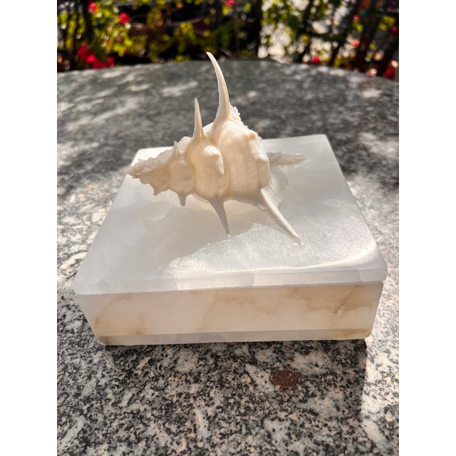 Stone White Onyx Box With Murex Shell For Sale - Image 7 of 8
