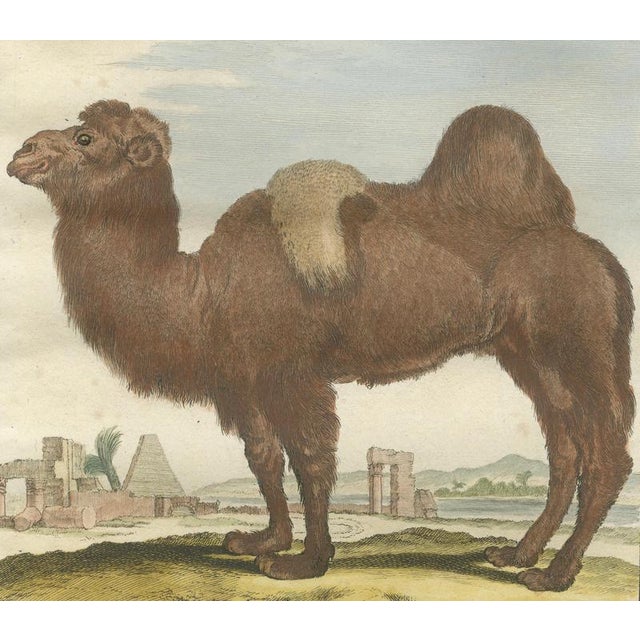After Jacques de Sève, Bactrian Camel, 1769, Hand-Coloured Engraving For Sale - Image 6 of 9