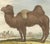 After Jacques de Sève, Bactrian Camel, 1769, Hand-Coloured Engraving For Sale - Image 6 of 9
