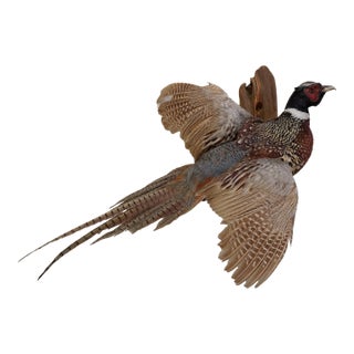 Taxidermy Pheasant Flying With Wood Wallhanging Accent For Sale