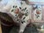 Mid 20th Century French Painted Faience Cow Creamer Dispenser For Sale - Image 4 of 7