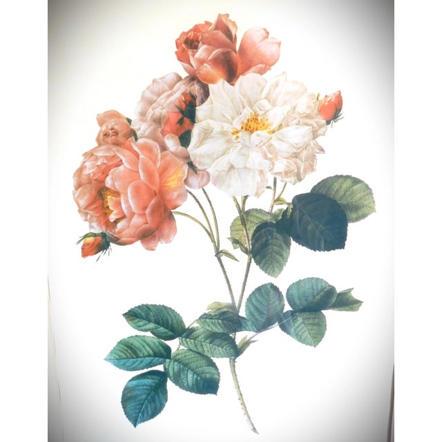 Vintage pink and white rose floral print in the style of Pierre Joseph Redoute, (1759-1840, painting coach to Marie...