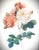 Vintage pink and white rose floral print in the style of Pierre Joseph Redoute, (1759-1840, painting coach to Marie...