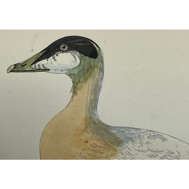 Antique Hand Tinted Bird Print From England Featuring a Brown, Black & White Eider Duck - Circa 1888 For Sale - Image 4 of 10