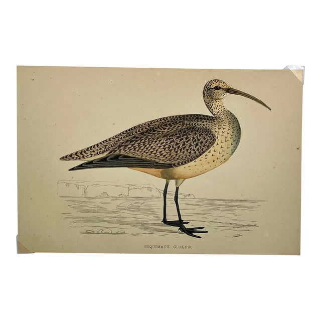 Antique Bird Print From England Showcasing a Esquimaux Curlew - Circa 1880 For Sale