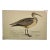 Antique Bird Print From England Showcasing a Esquimaux Curlew - Circa 1880 For Sale