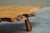 Live Edge Coffee Table in Baltic Pine, Europe, 1960s For Sale - Image 12 of 16