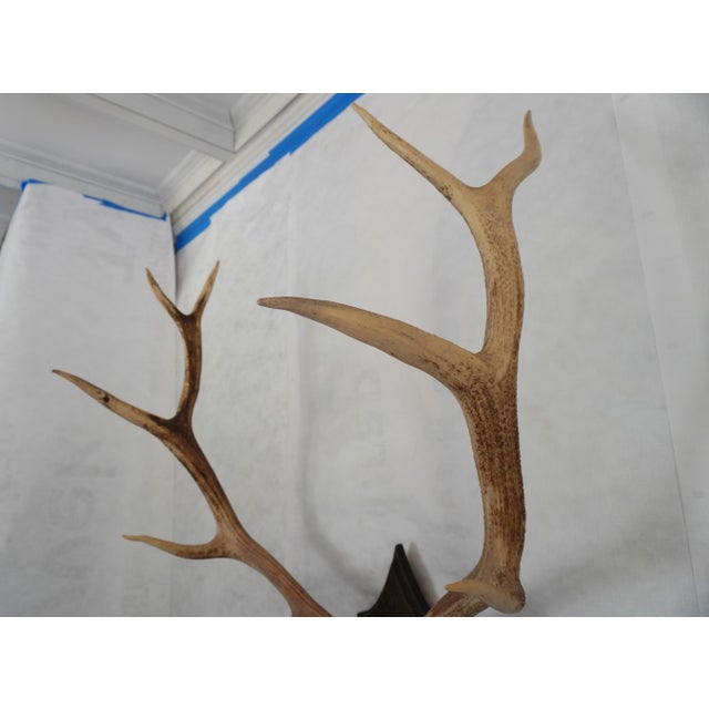 Brown Elk Antler Mounted on Wooden Plaque For Sale - Image 8 of 16