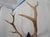 Brown Elk Antler Mounted on Wooden Plaque For Sale - Image 8 of 16