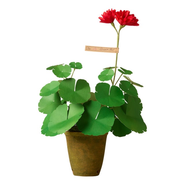 The Green Vase Mini Geranium Plant in Red For Sale