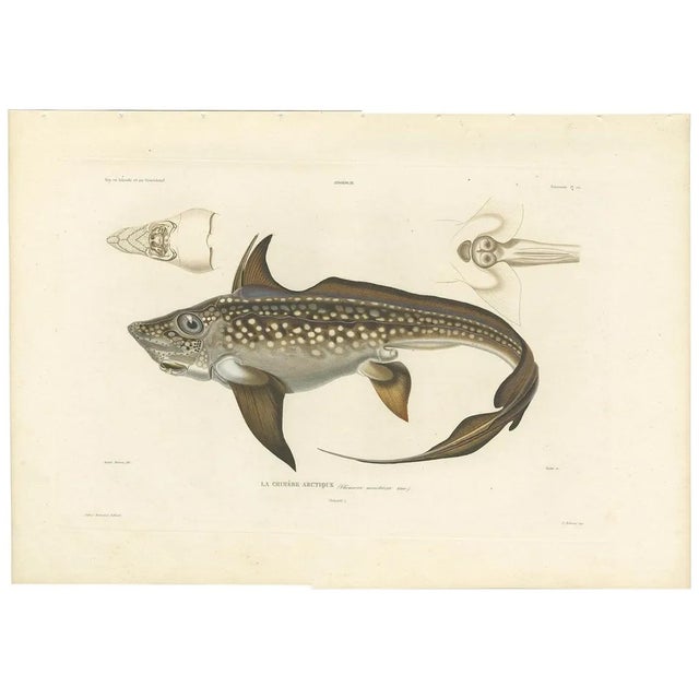 Louis Bévalet and H. Blanchard, Arctic Chimaera Fish, France, 1845, Paper For Sale