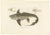 Louis Bévalet and H. Blanchard, Arctic Chimaera Fish, France, 1845, Paper For Sale