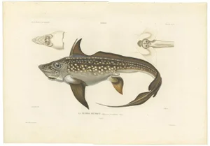 Louis Bévalet and H. Blanchard, Arctic Chimaera Fish, France, 1845, Paper