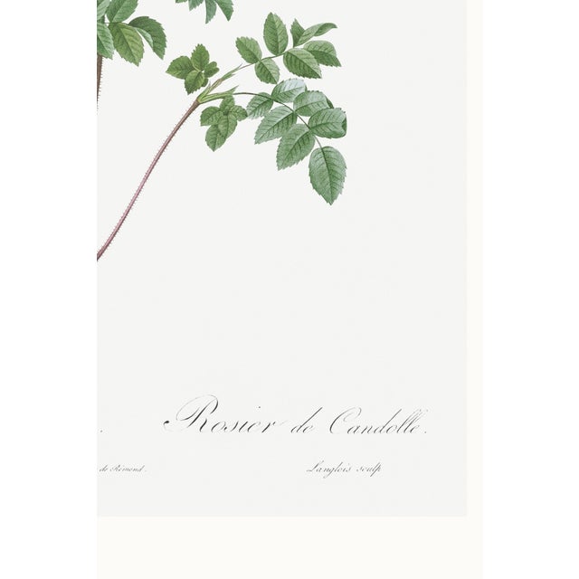 White Rose, Vintage Botanical Art Print Reproduction by Pierre-Joseph Redouté, 40" X 60" For Sale - Image 10 of 10
