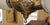Metal 19th Century Angle Lamp Co. Double Angle Lamp Brass Kerosene Chandelier For Sale - Image 7 of 12