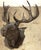 Bronzed Tole 14-point Buck Trophy Head Wall Mount A striking Bronzed Tole 14-point Buck Trophy Head Wall Mount, an great...