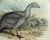 English Cape Barren Goose Original Print by John Gould Print, 1840 For Sale - Image 3 of 11