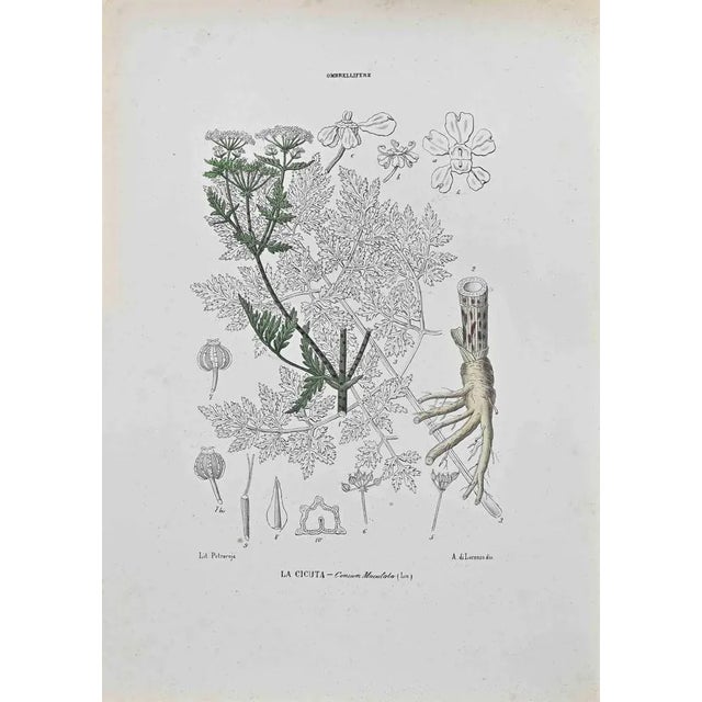 Lithograph hand watercolored. Belongs to the Series "Atlante di Botanica popolare ossia Illustrazione di Piante Notevoli...