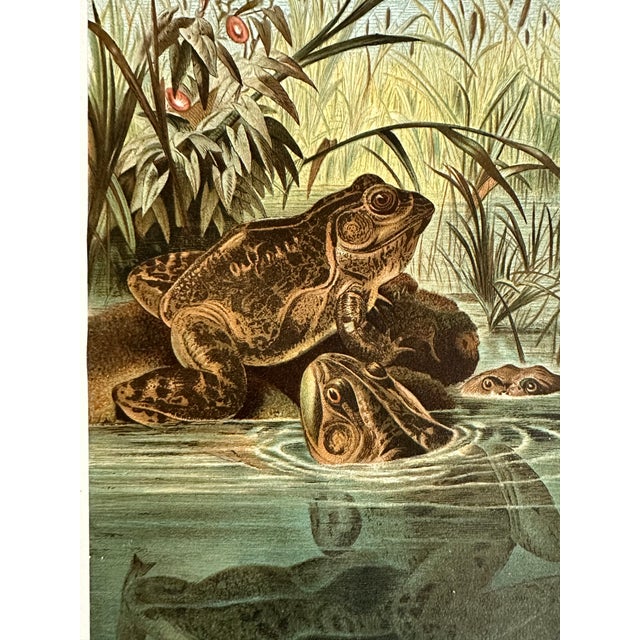 Late 19th Century Antique Prang Chromolithograph Print, Bull Frogs in Pond For Sale - Image 5 of 12