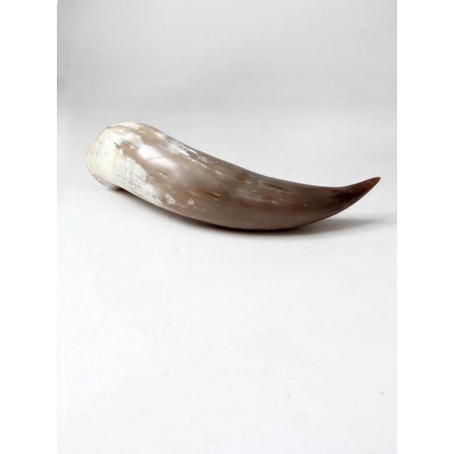 Vintage Polished Horn For Sale - Image 9 of 12