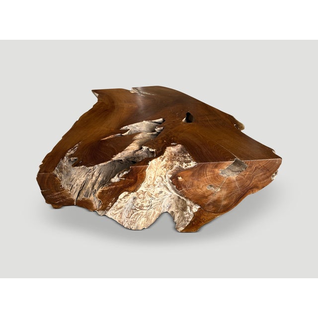 Andrianna Shamaris Impressive Single Teak Root Coffee Table For Sale - Image 11 of 18