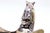 Lavender and Silver Gum with Friezes, Embossed Handle Mask and Embossed Acanthus Leaves For Sale - Image 4 of 8