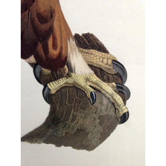 Eagle of Thebes, Large Hand-Colored Engraving From Napoleon’s Description De L’Égypte For Sale In Philadelphia - Image 6 of 10