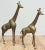 Metal Vintage Large Hollywood Regency Style Brass Giraffes, a Pair For Sale - Image 7 of 8