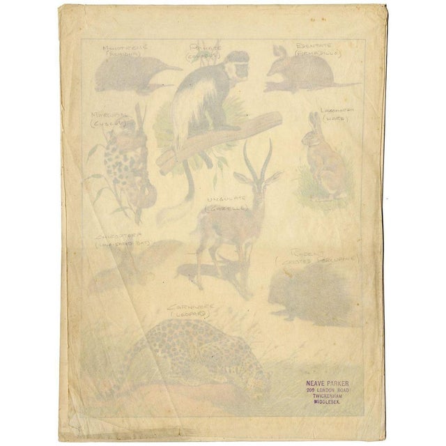 William Neave Parker, Taxonomic Orders of Mammals, 1890s, Gouache Painting For Sale - Image 3 of 5