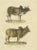 Schinz, Illustration of a Zebu and Horned Zebu, 1824, Hand Colored Print For Sale - Image 6 of 6