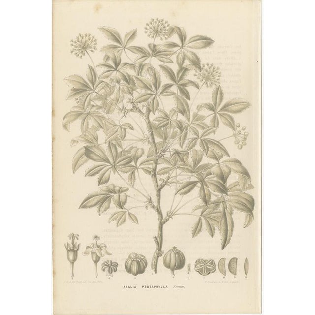 J. Gaÿkema, Aralia Pentaphylla Shrub with Flower and Fruit Details, 1858, Lithograph For Sale - Image 3 of 9