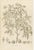 J. Gaÿkema, Aralia Pentaphylla Shrub with Flower and Fruit Details, 1858, Lithograph For Sale - Image 3 of 9