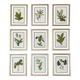 Botanical Prints Framed-Set of 9 - Authentic 1975 Vintage Prints For Sale