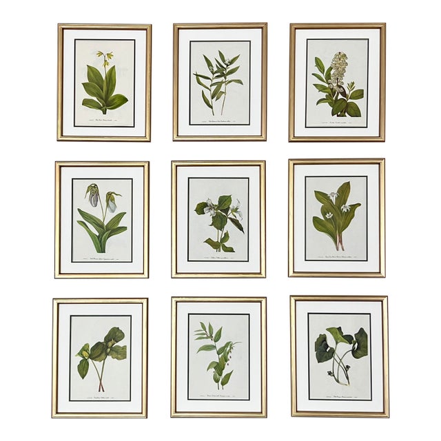 Botanical Prints Framed-Set of 9 - Authentic 1975 Vintage Prints For Sale