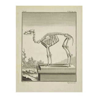 Louis Legrand, The Skeleton, Etching, 1771 For Sale