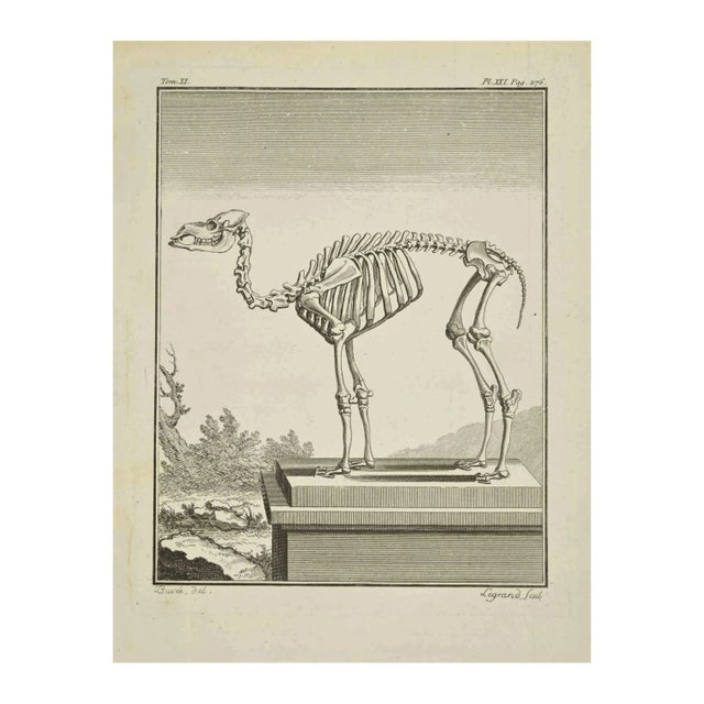 Louis Legrand, The Skeleton, Etching, 1771 For Sale