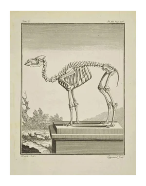 Louis Legrand, The Skeleton, Etching, 1771