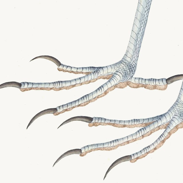 European Bittern Plate 04 by Olof Rudbeck (Cfa-Wd) For Sale - Image 4 of 7