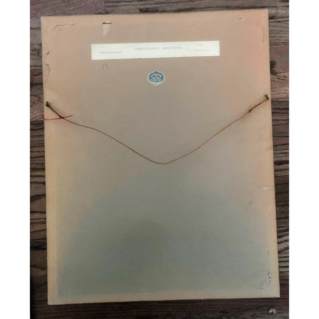 Early 19th Century Antique Original J Gould H C Richter Hummingbird "Chrysuronia Josephinae" Framed Lithograph For Sale - Image 5 of 14