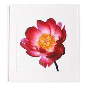 Scarlet O’Hara Peony, Framed Photograph, 30 x 32
