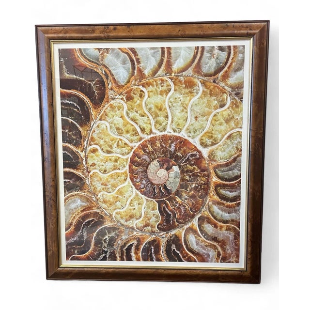 Trowbridge Gallery Ben Wood Agate Nautilus Set of 3 For Sale - Image 4 of 10