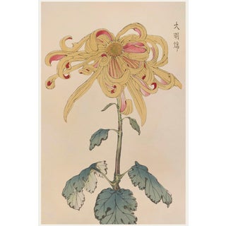 Golden Spider Chrysanthemum by Hasegawa, Vintage Japanese Botanical Art Print, 20" X 30" For Sale