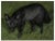 Ooak, Rare, Carved Fox, Birds Eye Box For Sale In Los Angeles - Image 6 of 10