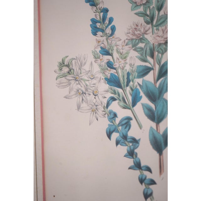 1900s Pair of Floral Engraving Prints Artwork For Sale - Image 12 of 14