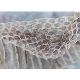 Gaétan Caron "Transformation" Snakeskin Photograph, 2016 2016 For Sale