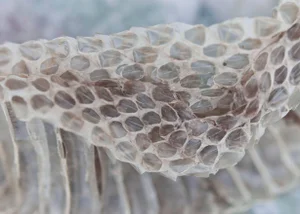 Gaétan Caron "Transformation" Snakeskin Photograph, 2016 2016