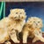 Original 18 x 24 painting on stretched canvas signed bottom right Unframed