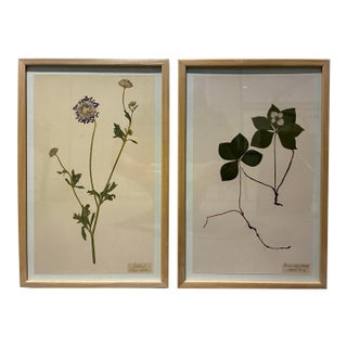 Pair of Kristina Fine Botanical Leaf Art Prints – Blue Lace & Bunchberry, Framed For Sale