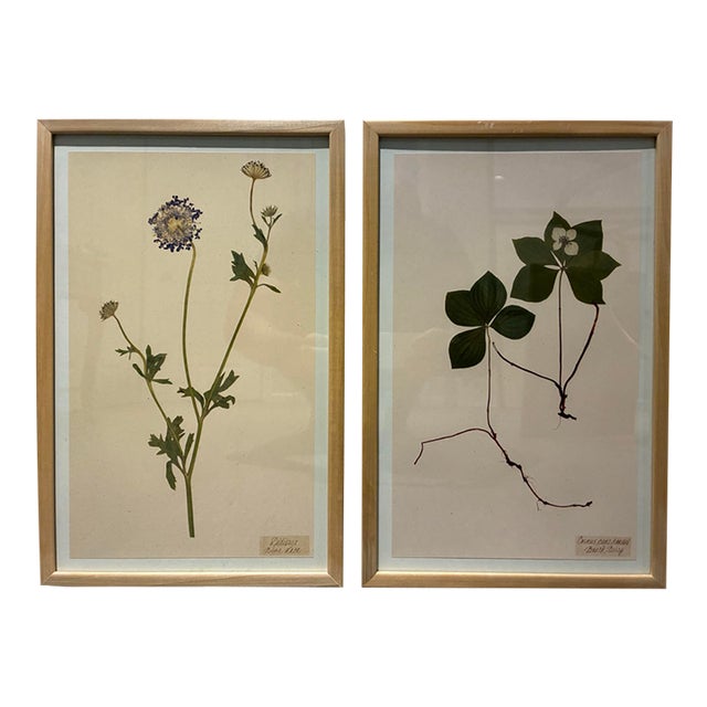 Pair of Kristina Fine Botanical Leaf Art Prints – Blue Lace & Bunchberry, Framed For Sale